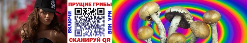 что такое   Гремячинск  Галлюциногенные грибы Psilocybe 